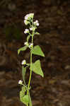 Pink thoroughwort